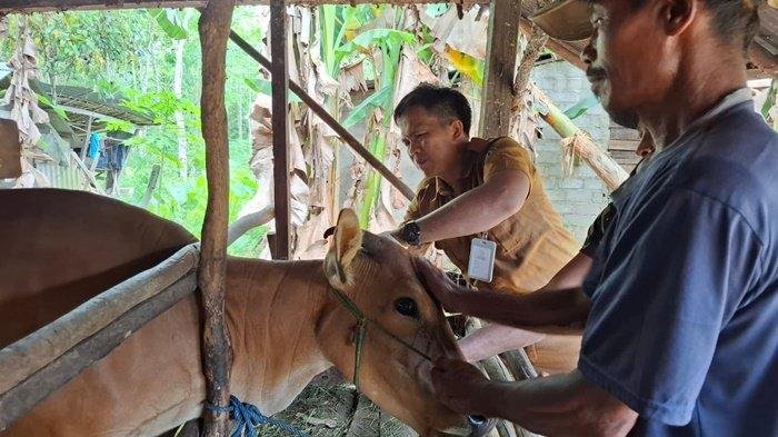Vaksinasi pada sapi di Desa Pulau Damar Kecamatan Banjang